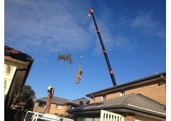 Emergency Tree Removal Mount Druitt