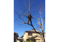 Tree Removal Sydney