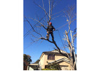 Tree Removal Sydney