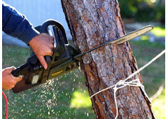 Tree Removal Cabramatta