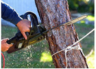 Tree Removal Cabramatta