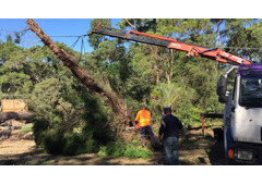 Emergency Tree Service North Shore