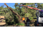 Emergency Tree Service North Shore